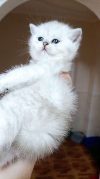 Кошки на продаже в Грозном фото 8