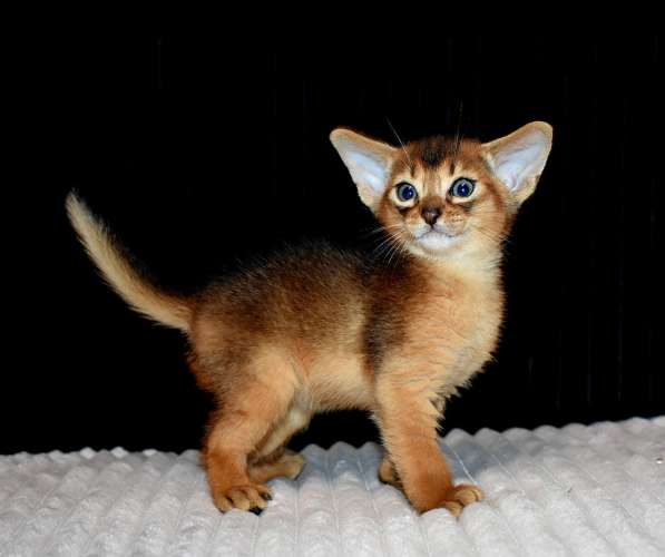 Абиссинские котята в Москве фото 3