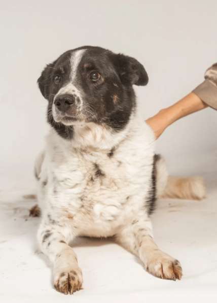 Веснушчатый пёс Микки в добрые руки в Москве фото 3