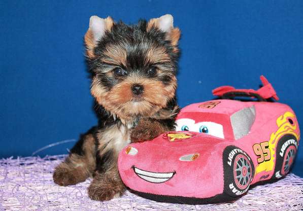 Мальчик йоркширский терьер, мелкий стандарт в Москве