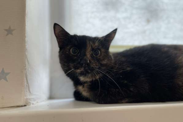 Очаровательная кошечка котенок Корица ищет дом и семью! в фото 11