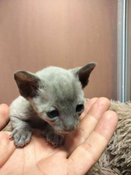 Котята породы Корниш-рекс редких окрасов