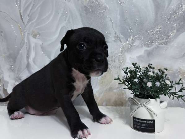 Американский Стаффордширский терьер в Самаре фото 3