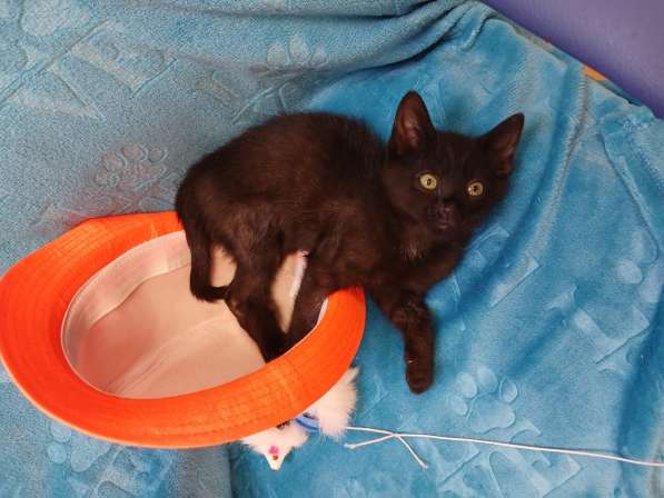 Черный игривый котёнок ищет дом в Санкт-Петербурге фото 7