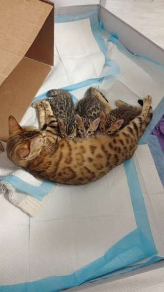 Бенгальские котята родились 5.01.2025 в Ижевске