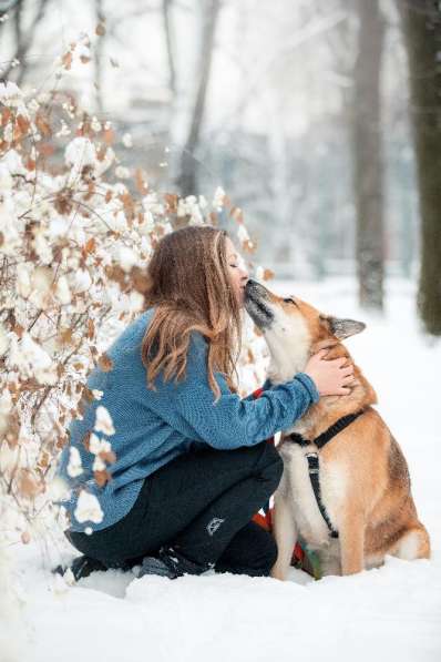Ханни - собака для дружбы, любви и семьи в Москве фото 3