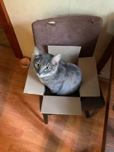 Кот Тэдди в Москве фото 3