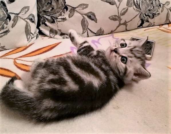 шотландский котик серебристый мраморный в Казани фото 3