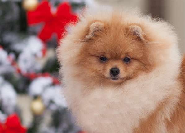 Продается щенок померанского щпица, мальчик, возраст 7 месяц в Борисоглебске