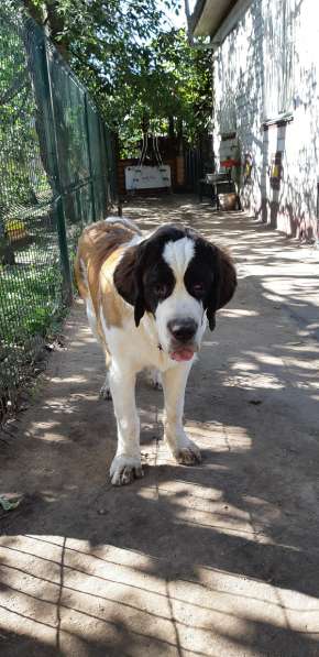 Щенки сенбернара в фото 39