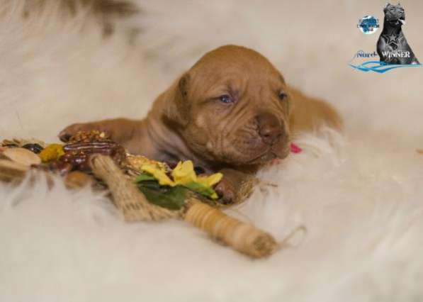 Щенки американского питбультерьера в Санкт-Петербурге фото 4