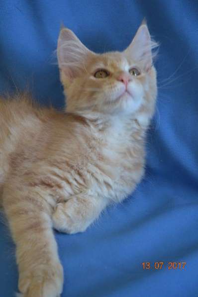 Великолепные котята мейн-кун из питомника в Волгограде фото 259