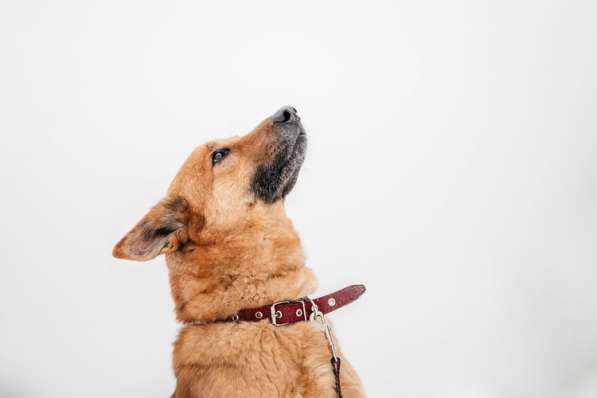 Рыжий - ласковый пес очень ищет дом в Москве фото 4