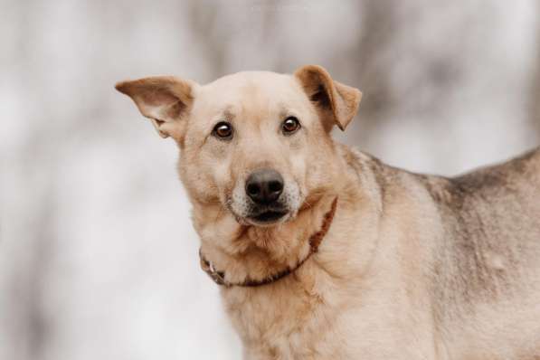 Дюшес - лучший Друг для всей семьи! в Москве фото 8