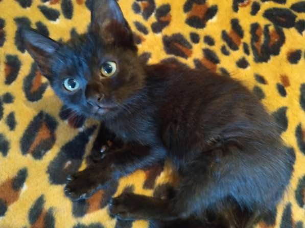 Котенок черный (метис Бомбейской кошки) в фото 19