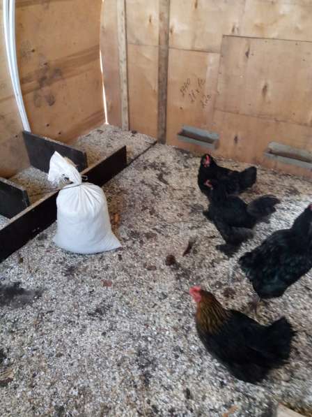 Яйца куриные домашние в Костерёво