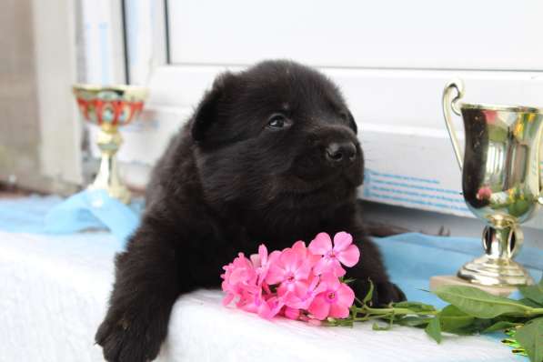 Восточноевропейская овчарка отличные щенки от Чемпионов в Балашихе фото 6