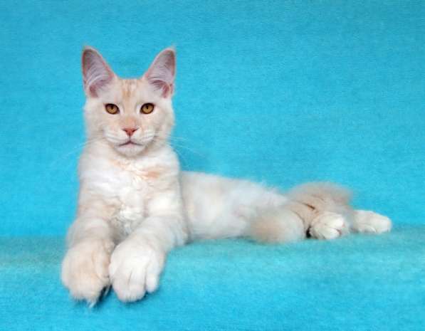 Кошечка мейн-кун из питомнника в Казани фото 53