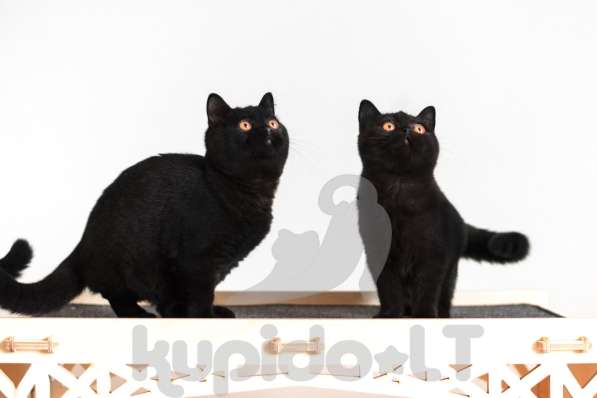 Британские короткошерстные котята в фото 7