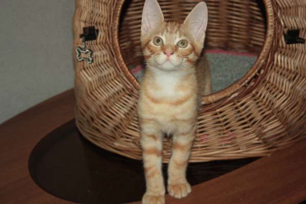 КРУТЫШКА КОТЭ ЧАУЗИ в Москве фото 5