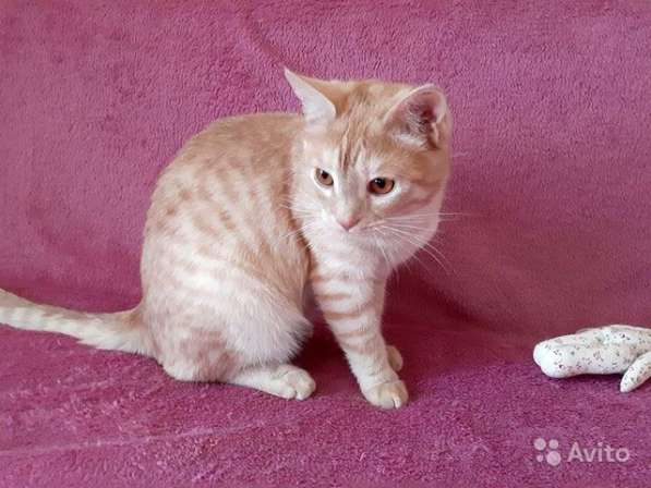 Чудесный Рыжик, молодой ласковый домашний котик в Москве фото 3
