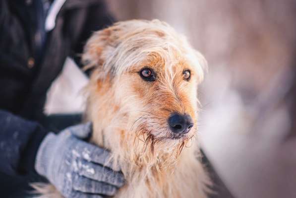 Трогательный Чарлик ищет дом в Москве фото 19