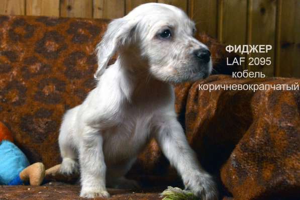 Английский сеттер щенки из элитного питомника в Москве фото 91