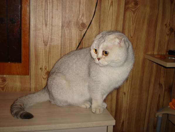 Шотландский котенок в Омске