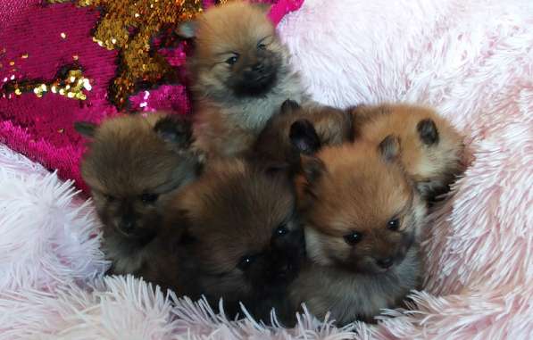 Шпицы в фото 5