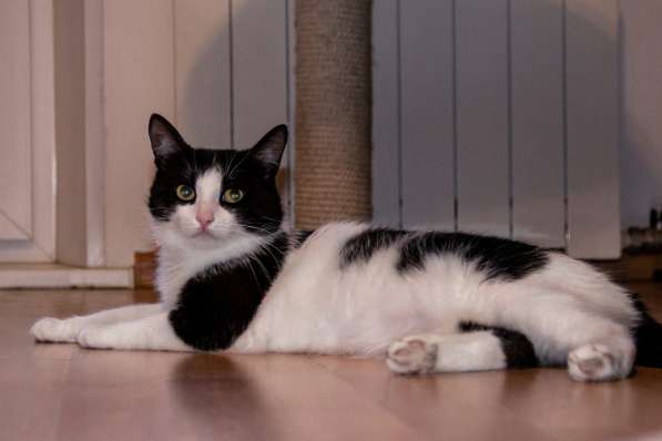 Черно-белый Маркиз – красавец кот в добрые руки в Москве фото 3