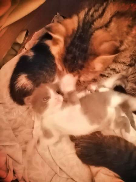 Котята в Новосибирске фото 26