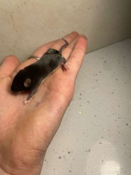 Мышь мышонок в Москве