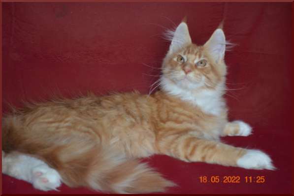 Роскошный черный котик мейн-кун из питомника в Астрахани фото 35