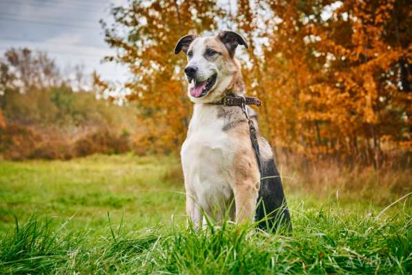 Молодой энергичный Майор ищет семью в Москве фото 17