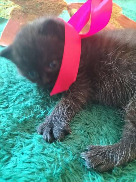 VENTA DE GATITOS
