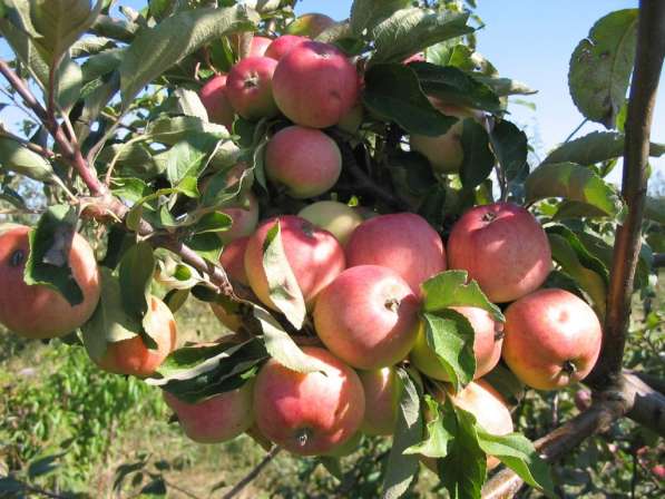 Саженцы яблони оптом и в розницу от производителя в Москве