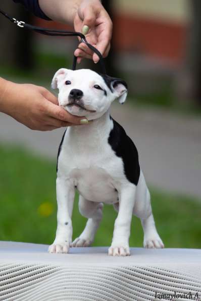 Продажа стаффбуля в Калининграде фото 10