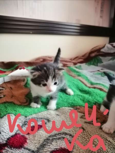 Котята в Новосибирске фото 41