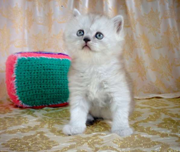 Шотландские котята в Симферополе фото 5