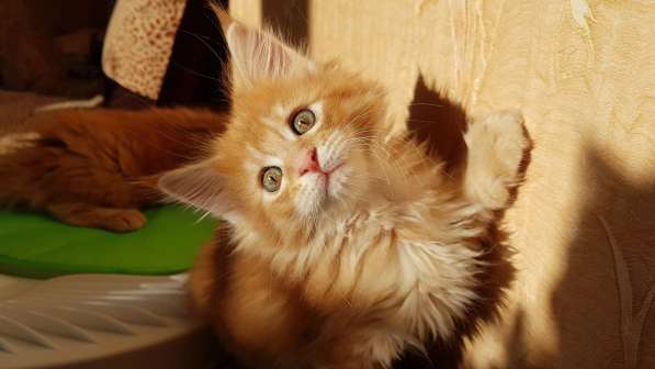 Продаётся красная девочка мейн-кун в Санкт-Петербурге фото 55