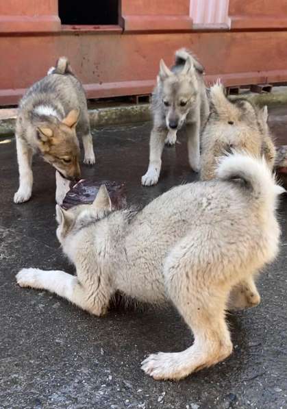 Продам щенков Западно-Сибирской ЛАЙКИ в Междуреченске фото 4