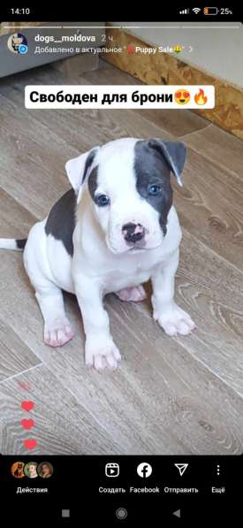 Шикарные щенки Амстаффа от Чемпиона в фото 8