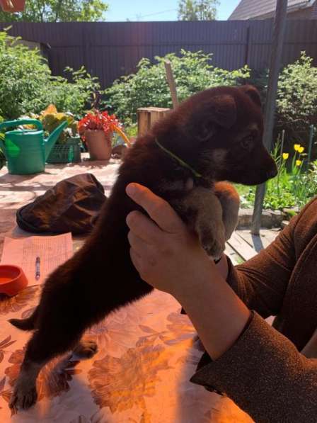 Щенки ВЕО с документами в Санкт-Петербурге фото 39