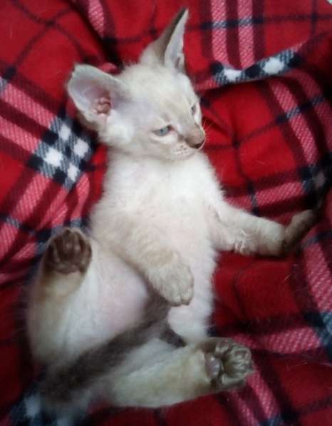 Элитный кудрявый котенок Герман-Рекс мальчик в Санкт-Петербурге фото 24