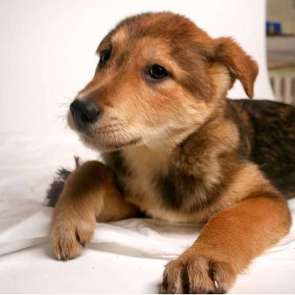 Малыши ищут семью: собачки в дар в Химках фото 17