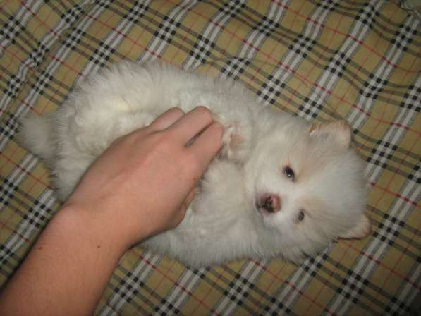 Лисята в Ростове-на-Дону фото 31