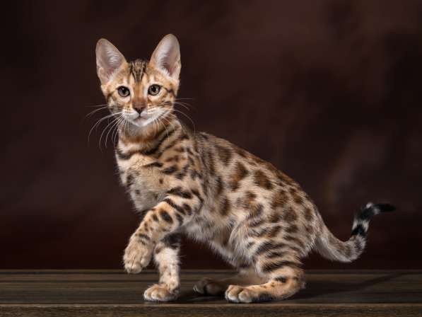 Продам бенгальских котят в Новосибирске