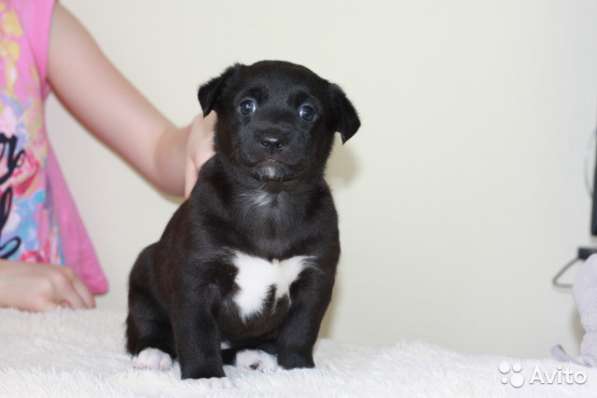 Отдам щенков бесплатно в Белгороде фото 4