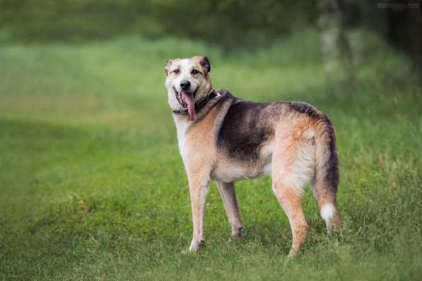 Молодой энергичный Майор ищет семью в Москве фото 36