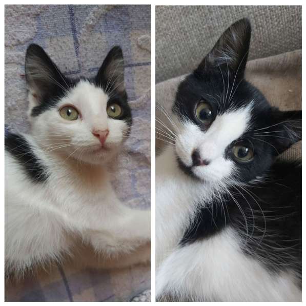 Котята Алмазик и Топазик ищут дом! в Москве фото 19